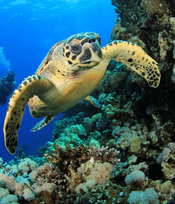 Nuotare con le tartarughe
