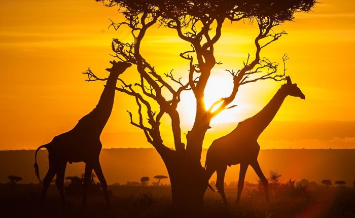 Kenya agosto 2025