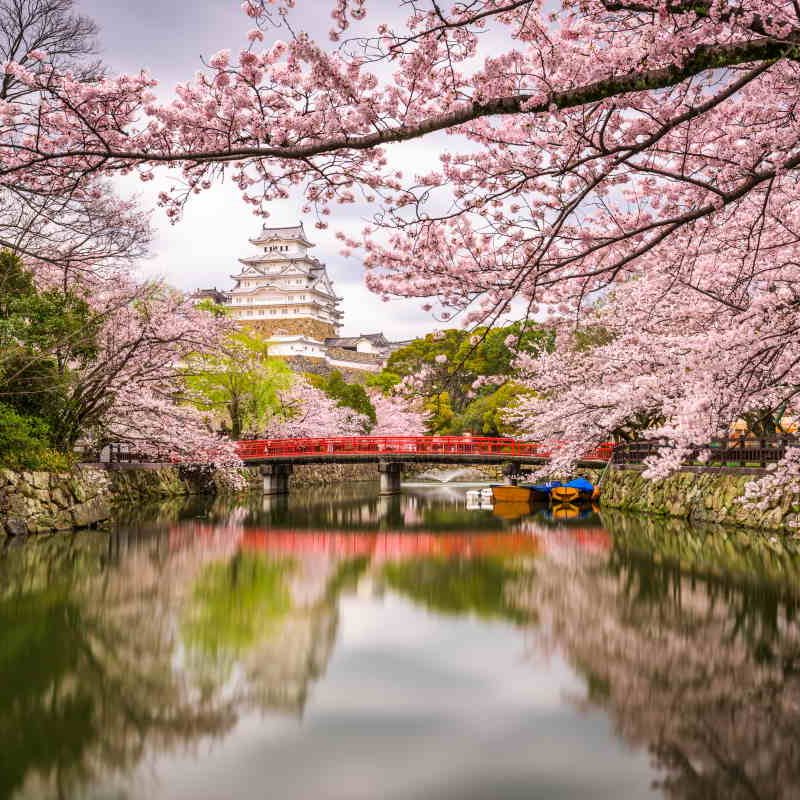 Hanami - Giappone