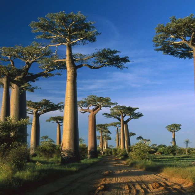 Madagascar